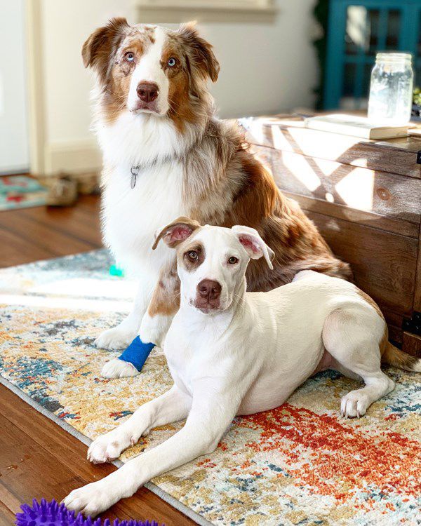 Pet Star 18.jpg